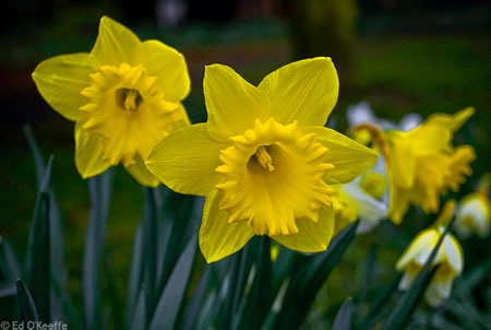 Daffodils